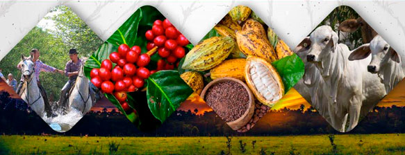 Grupo de Investigación Competitividad y Desarrollo Regional GIFAEA.